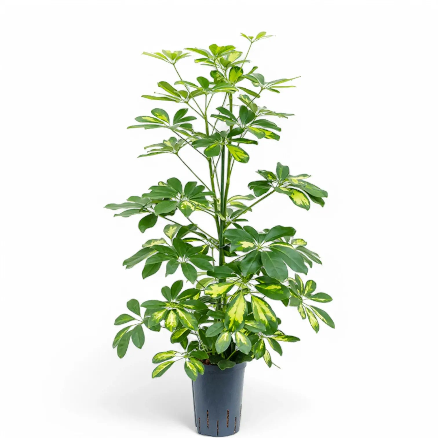 Heptapleurum (Schefflera) arboricola 'Gold Capella' – Zimmerpflanze im Kulturtopf auf weißem Hintergrund, Produktfoto 4.