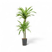 Dracaena fragrans 'Lemon Lime' potted houseplant in nursery pot on white background, product photo 8.