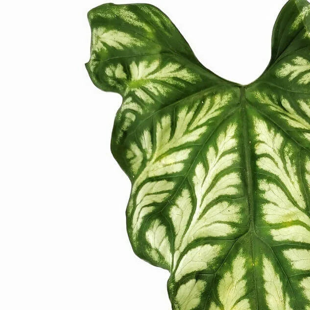 Cercestis mirabilis leaf close-up on white background.