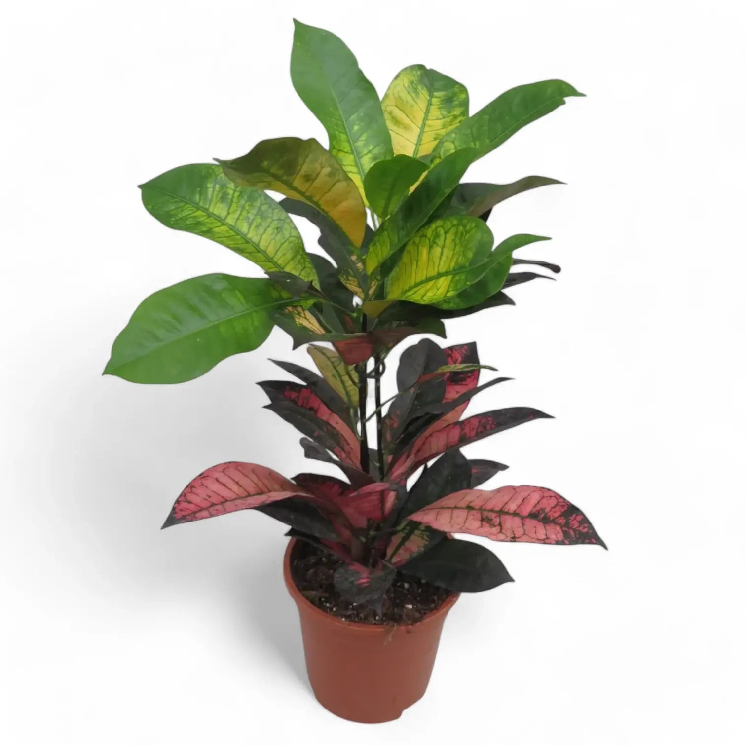 Codiaeum variegatum (Croton) 'Mrs. Iceton' potted houseplant in nursery pot on white background, product photo 3.