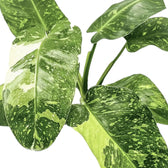 Nahaufnahme eines Blatts von Philodendron 'Jose Buono' vor weißem Hintergrund.