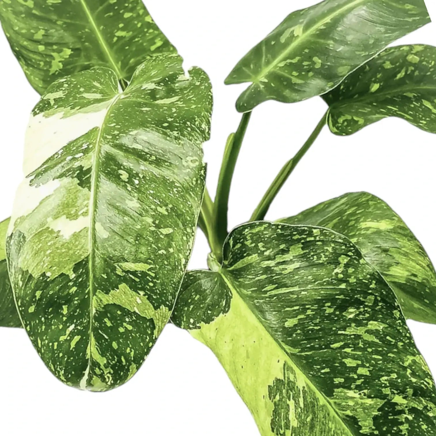 Nahaufnahme eines Blatts von Philodendron 'Jose Buono' vor weißem Hintergrund.