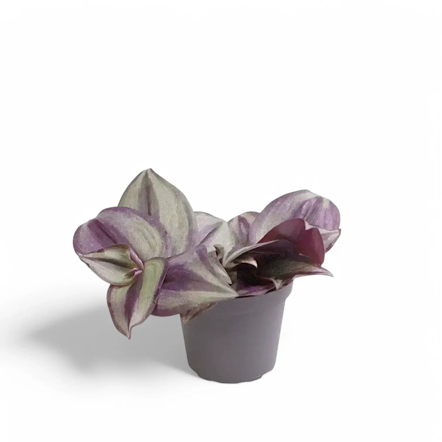 Tradescantia zebrina ‘Violet Hill’ aka 'Pink Joy' potted houseplant in nursery pot on white background, product photo 3.