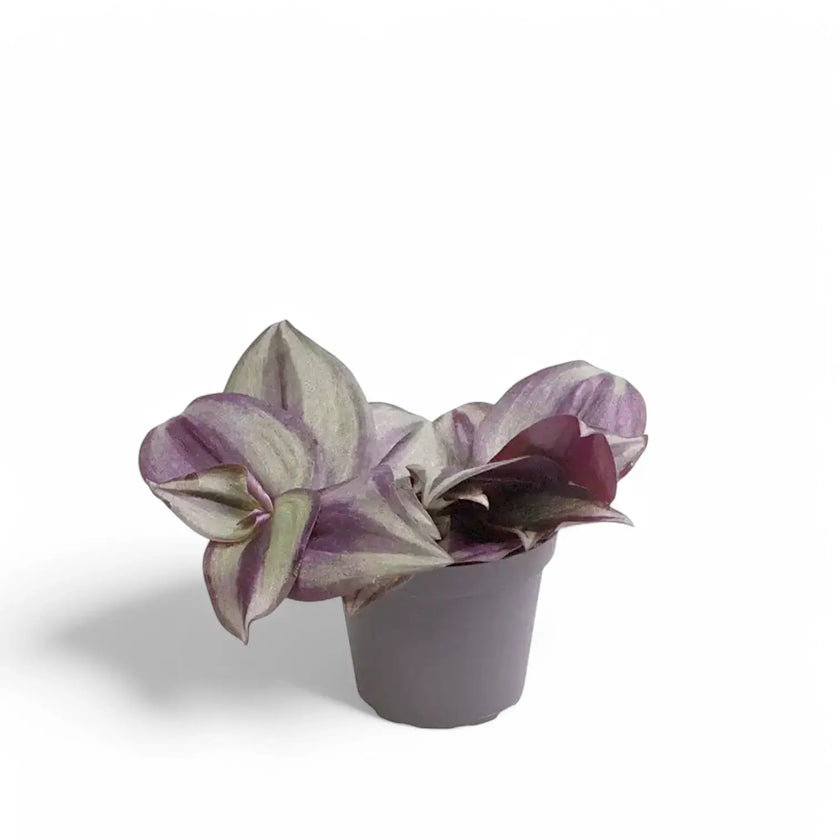 Tradescantia zebrina ‘Violet Hill’ aka 'Pink Joy' potted houseplant in nursery pot on white background, product photo 3.
