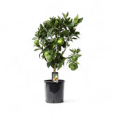 Citrus ‘Arcobal’ potted houseplant in nursery pot on white background, product photo 3.