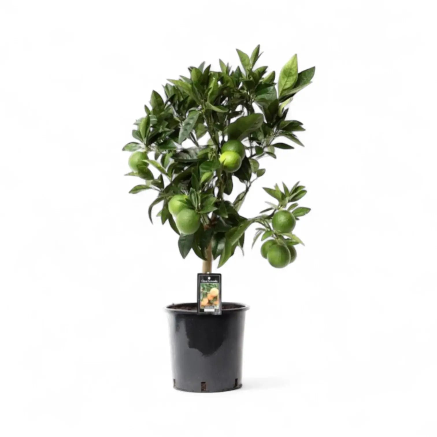 Citrus ‘Arcobal’ potted houseplant in nursery pot on white background, product photo 3.