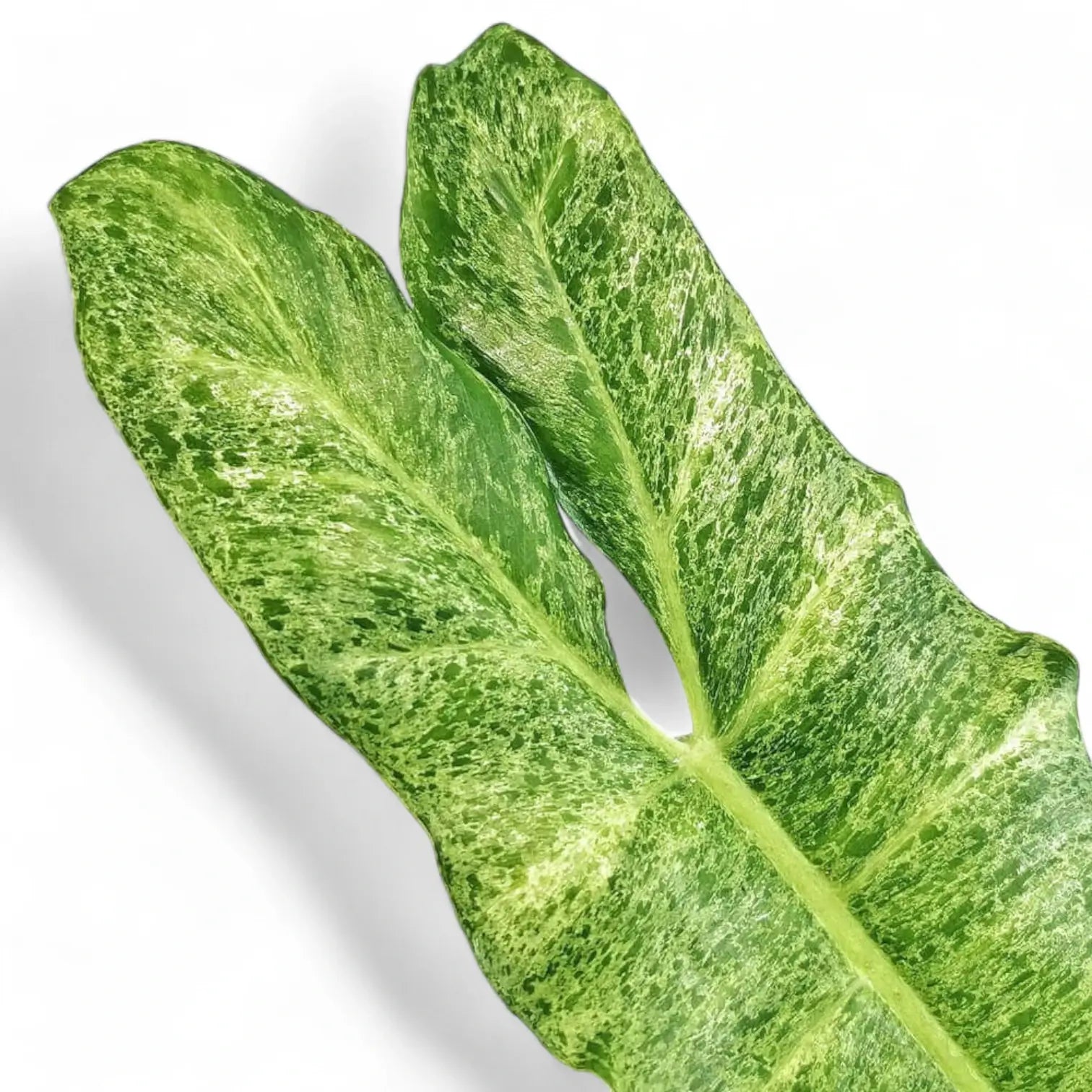 Philodendron 'Paraiso verde' – Zimmerpflanze im Kulturtopf auf weißem Hintergrund, Produktfoto 9.