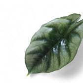 Alocasia reversa – Topfpflanze im Kulturtopf vor weißem Hintergrund, Produktfoto 11.