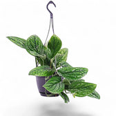 Monstera sp. Peru ('Karstenianum') – Zimmerpflanze im Kulturtopf auf weißem Hintergrund, Produktfoto 8.