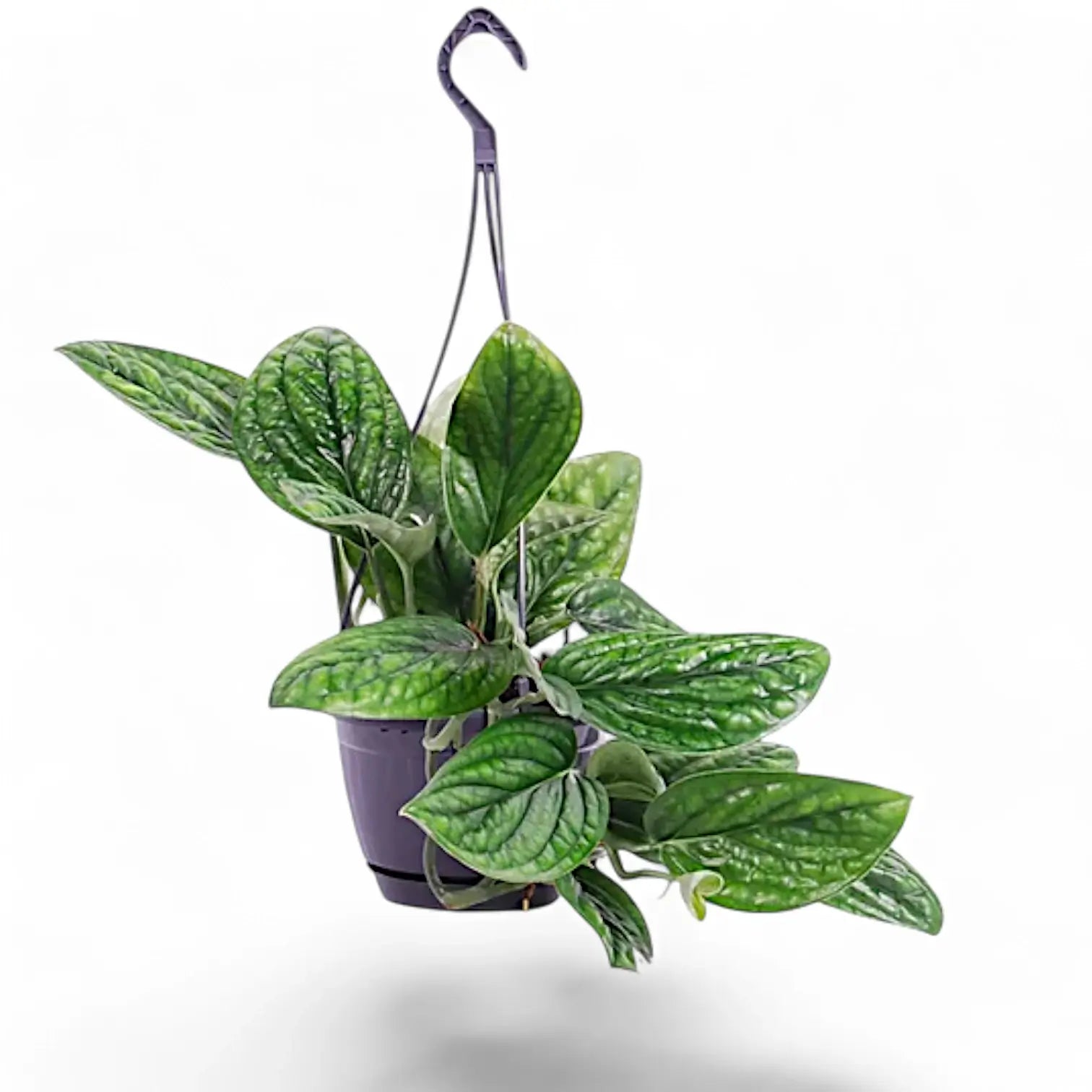 Monstera sp. Peru ('Karstenianum') – Zimmerpflanze im Kulturtopf auf weißem Hintergrund, Produktfoto 8.