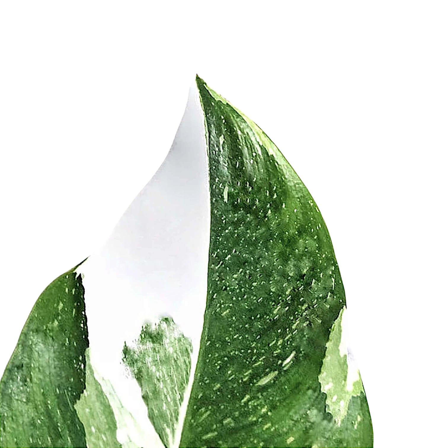 Nahaufnahme eines Blatts von Philodendron 'White Princess' vor weißem Hintergrund.