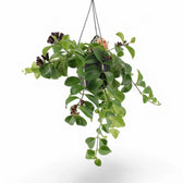 Aeschynanthus speciosus 'Mona Lisa' – Zimmerpflanze im Kulturtopf auf weißem Hintergrund, Produktfoto 3.