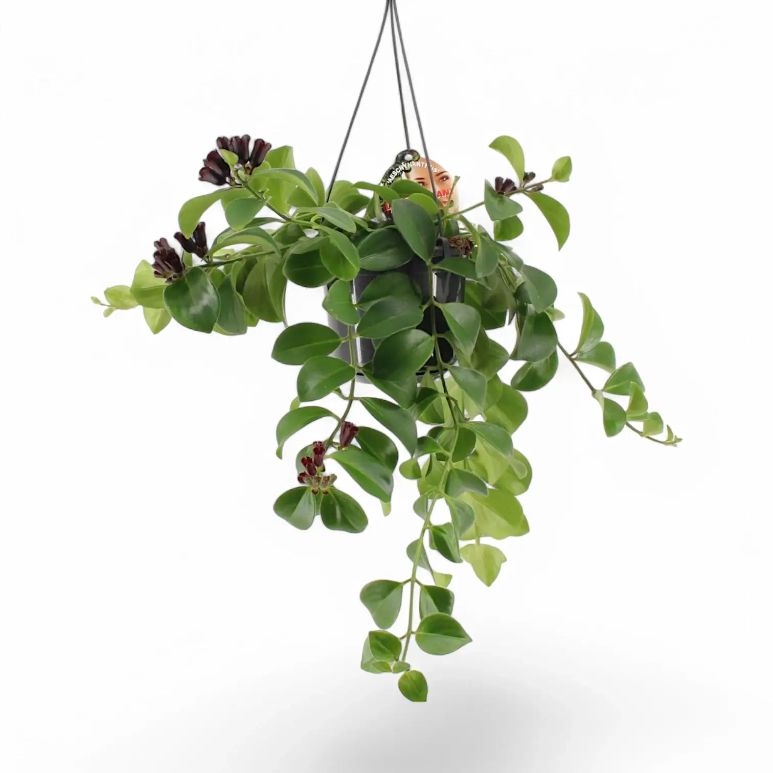 Aeschynanthus speciosus 'Mona Lisa' – Zimmerpflanze im Kulturtopf auf weißem Hintergrund, Produktfoto 3.