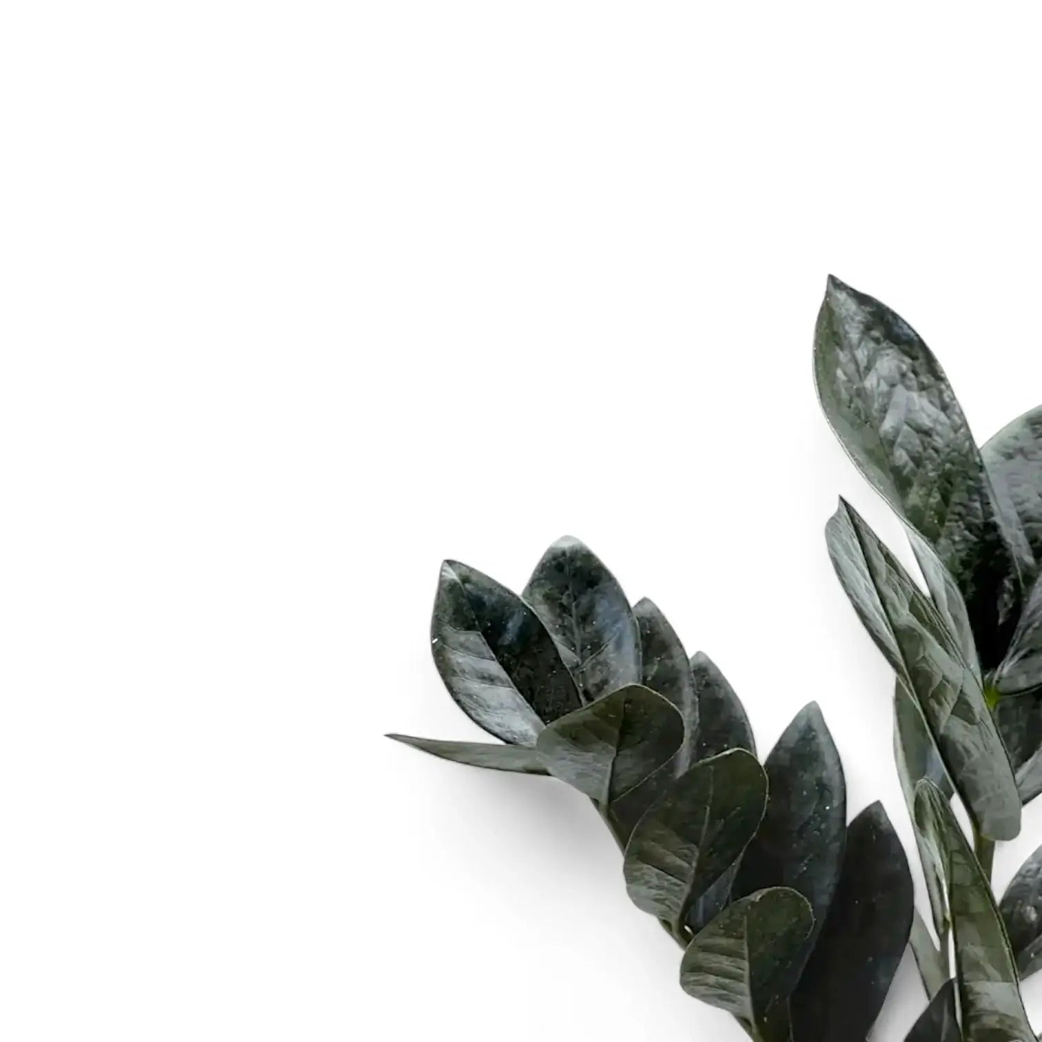 Zamioculcas zamiifolia 'Raven' potted houseplant in nursery pot on white background, product photo 8.