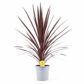Cordyline australis 'Red Star' potted houseplant in nursery pot on white background, product photo 5.