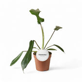 Philodendron x joepii potted houseplant in nursery pot on white background, product photo 8.