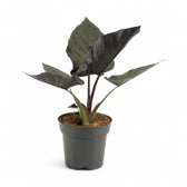 Alocasia 'Antoro velvet' potted houseplant in nursery pot on white background, product photo 8.