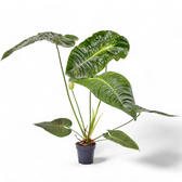 Anthurium veitchii potted houseplant in nursery pot on white background, product photo 2.