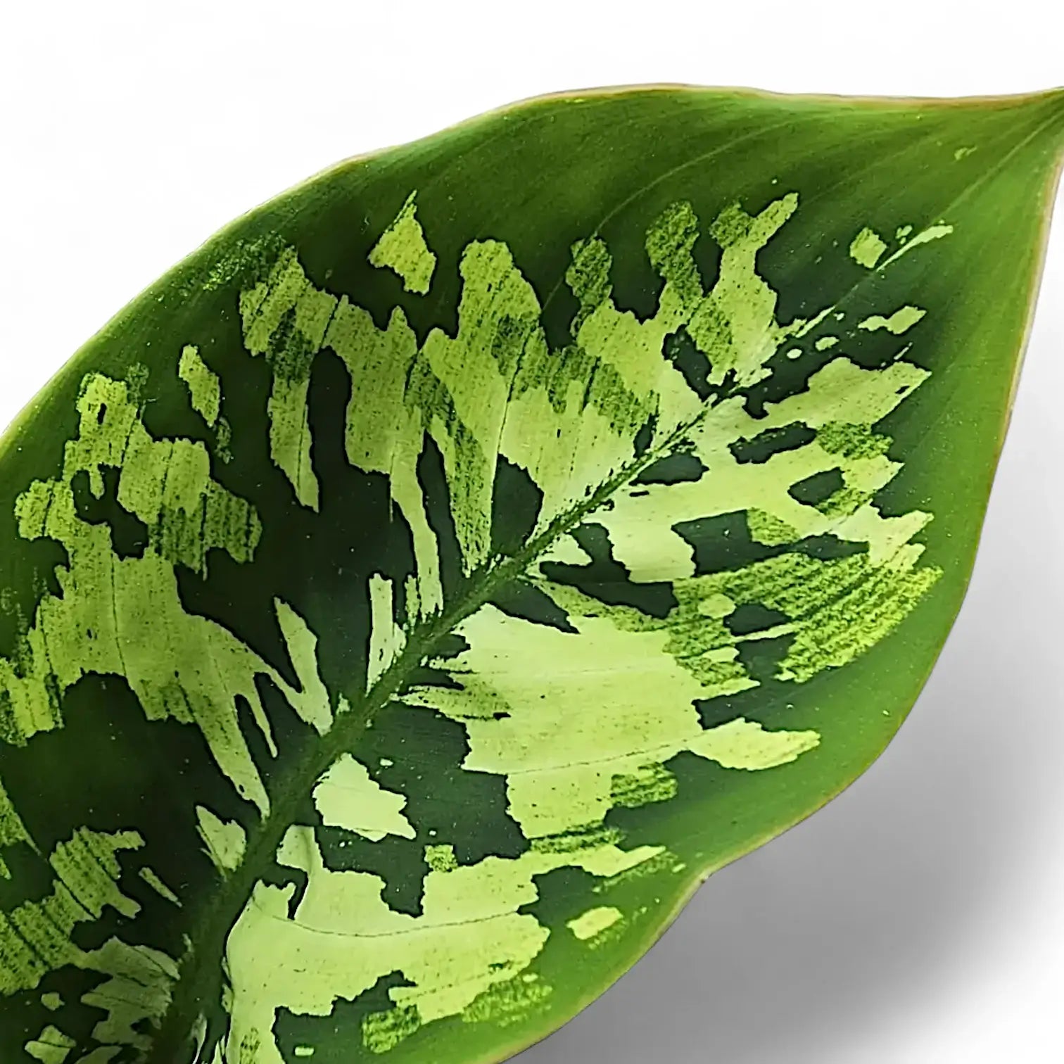 Nahaufnahme eines Blatts von Adelonema wallisii 'Camouflage' vor weißem Hintergrund.