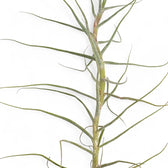 Tillandsia caerulea leaf close-up on white background.