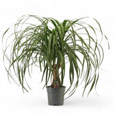 Beaucarnea recurvata – Zimmerpflanze im Kulturtopf auf weißem Hintergrund, Produktfoto 7.