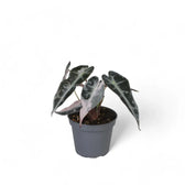 Alocasia 'Bambino Arrow' Pink Variegata – Zimmerpflanze im Kulturtopf auf weißem Hintergrund, Produktfoto 3.