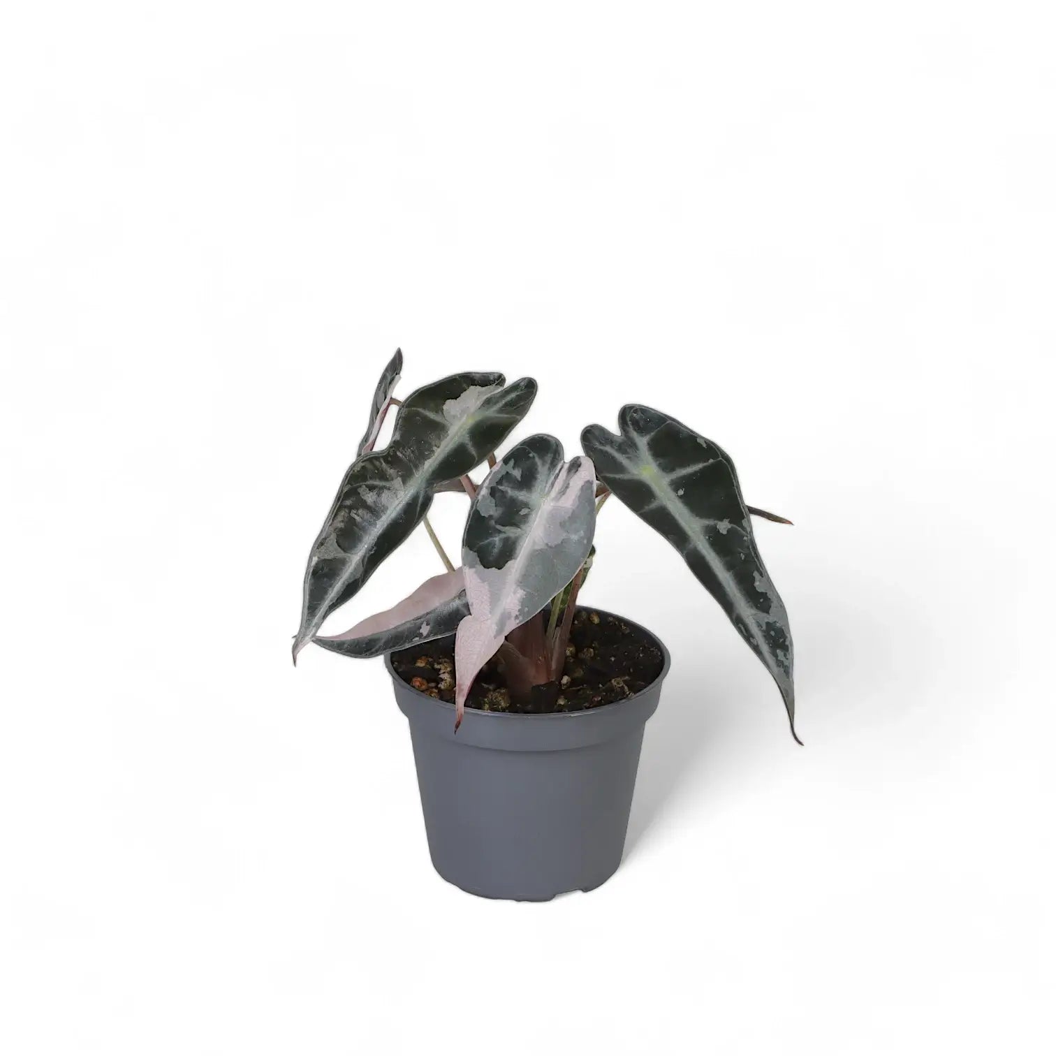 Alocasia 'Bambino Arrow' Pink Variegata – Zimmerpflanze im Kulturtopf auf weißem Hintergrund, Produktfoto 3.