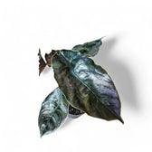 Alocasia azlanii potted houseplant in nursery pot on white background, product photo 12.