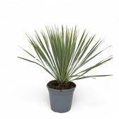 Yucca rostrata potted houseplant in nursery pot on white background, product photo 5.