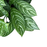 Nahaufnahme eines Blatts von Aglaonema 'Stripes' vor weißem Hintergrund.