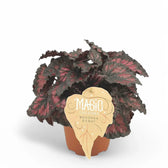 Begonia rex 'Etna' potted houseplant in nursery pot on white background, product photo 2.