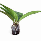 Hoya sp. Rangsan – Topfpflanze im Kulturtopf vor weißem Hintergrund, Produktfoto 4.