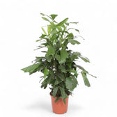 Caryota mitis – Zimmerpflanze im Kulturtopf auf weißem Hintergrund, Produktfoto 5.