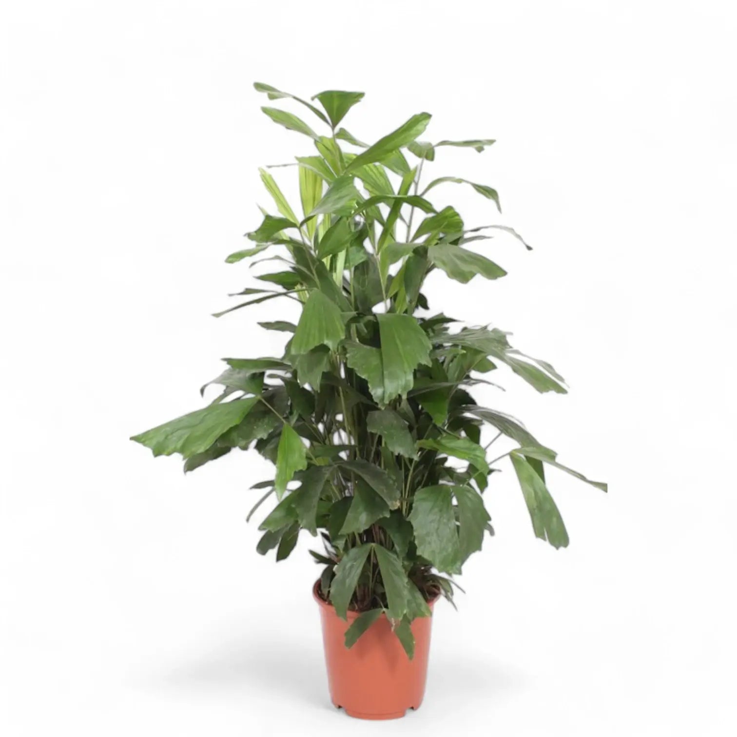 Caryota mitis – Zimmerpflanze im Kulturtopf auf weißem Hintergrund, Produktfoto 5.