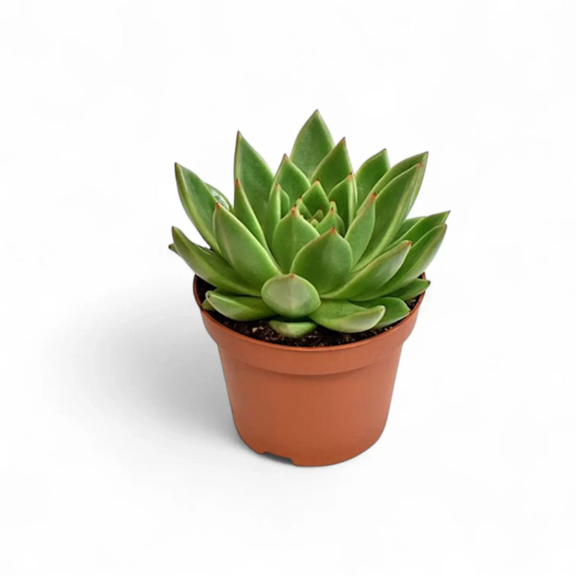 Echeveria agavoides 'Miranda' potted houseplant in nursery pot on white background, product photo 2.