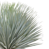 Yucca rostrata leaf close-up on white background.