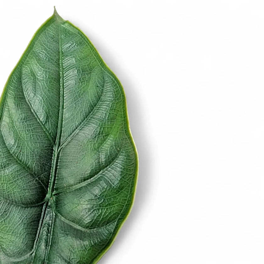 Nahaufnahme eines Blatts von Alocasia puncakborneensis vor weißem Hintergrund.