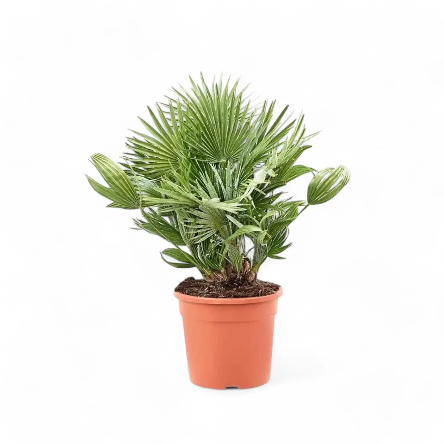 Chamaerops humilis potted houseplant in nursery pot on white background, product photo 8.