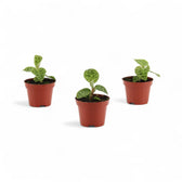Macodes petola potted houseplant in nursery pot on white background, product photo 3.