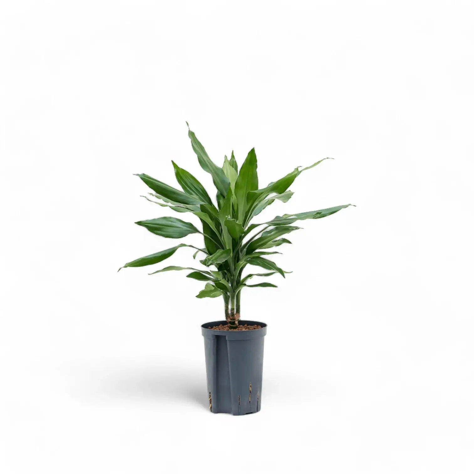Dracaena fragrans 'Janet Lind' – Topfpflanze im Kulturtopf vor weißem Hintergrund, Produktfoto 4.