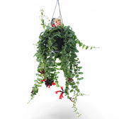 Aeschynanthus 'Rasta' – Zimmerpflanze im Kulturtopf auf weißem Hintergrund, Produktfoto 3.