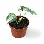Alocasia baginda 'Dragon scale' albo-variegata potted houseplant in nursery pot on white background, product photo 7.