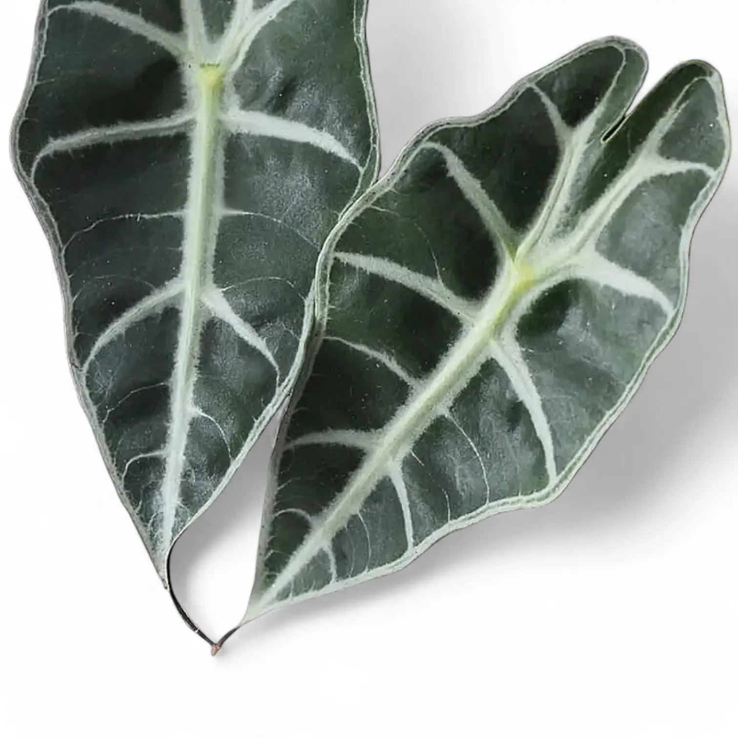 Alocasia 'Bambino Arrow' leaf close-up on white background.