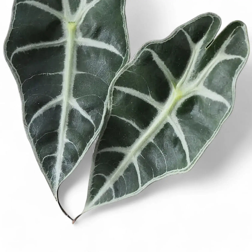 Alocasia 'Bambino Arrow' leaf close-up on white background.