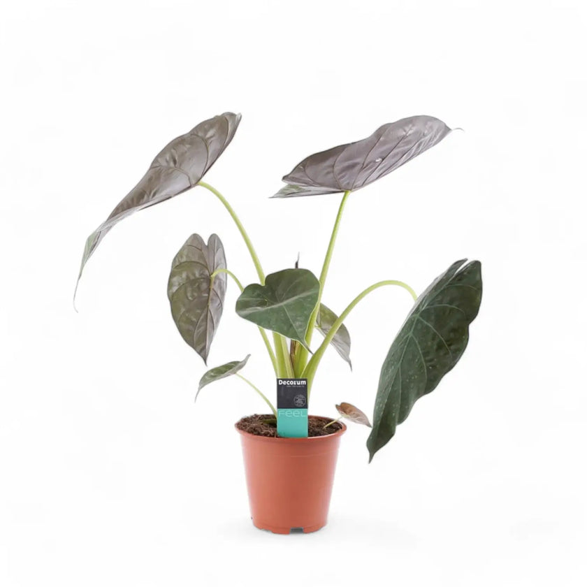 Alocasia wentii potted houseplant in nursery pot on white background, product photo 2.