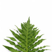 Nahaufnahme eines Wedels von Oceaniopteris gibba vor weißem Hintergrund.