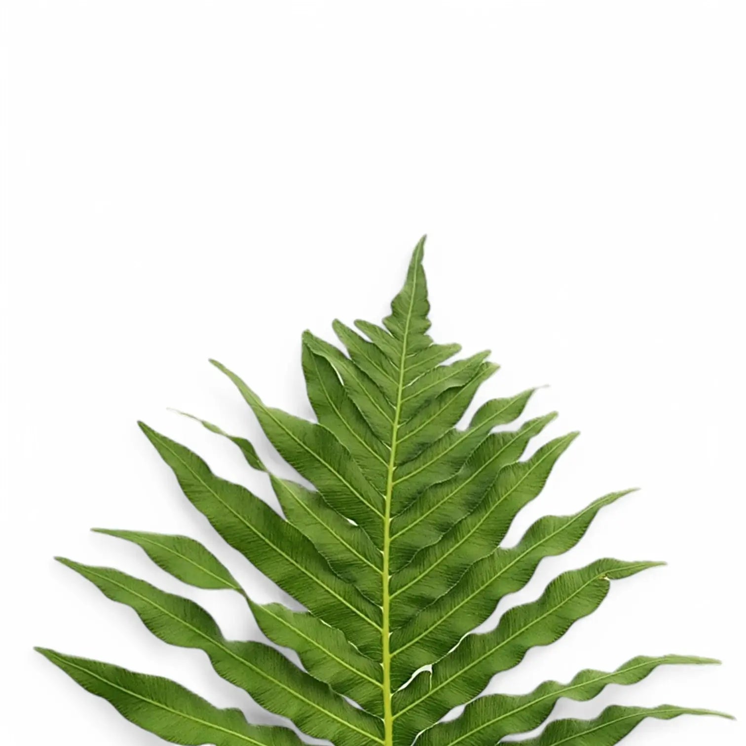 Nahaufnahme eines Wedels von Oceaniopteris gibba vor weißem Hintergrund.