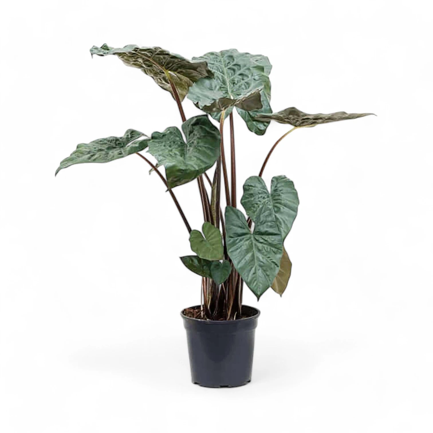Alocasia 'Yucatan princess' – Zimmerpflanze im Kulturtopf auf weißem Hintergrund, Produktfoto 9.