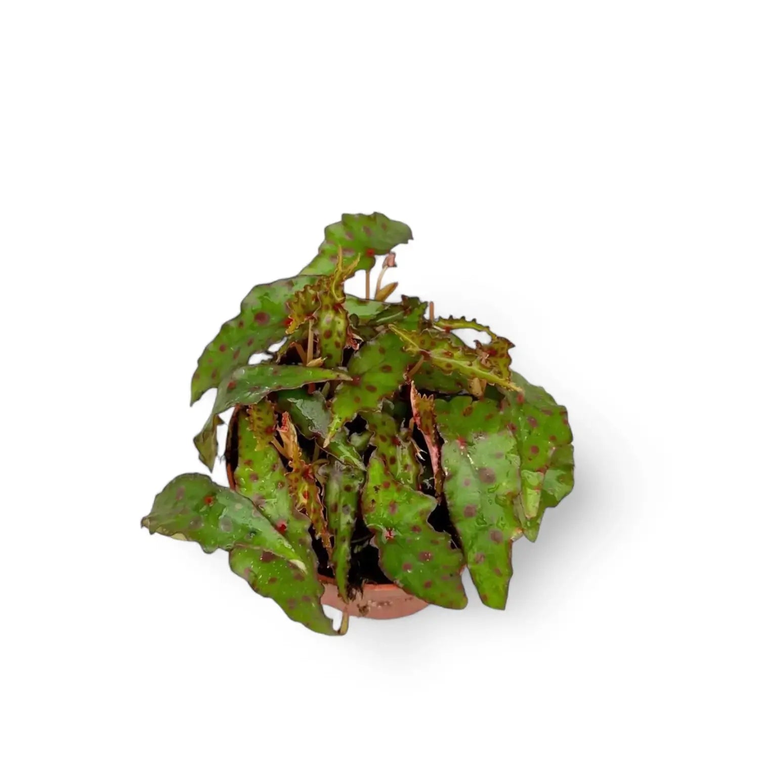 Begonia amphioxus – Zimmerpflanze im Kulturtopf auf weißem Hintergrund, Produktfoto 4.