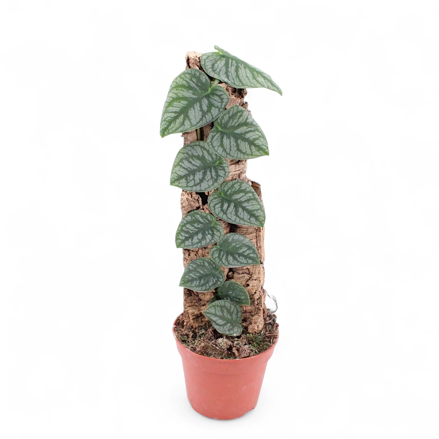 Monstera dubia – Zimmerpflanze im Kulturtopf auf weißem Hintergrund, Produktfoto 6.